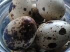 Предлагаются инкубационные яйца и перепела