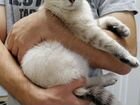 Котенок тайский объявление продам