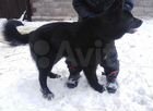 Собака Немецкая овчарка чёрный чистый немец объявление продам