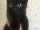 Черная кошечка (котёнок) в добрые руки