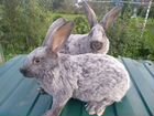 Кролики Серебро