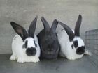 Чистопородные кролики объявление продам