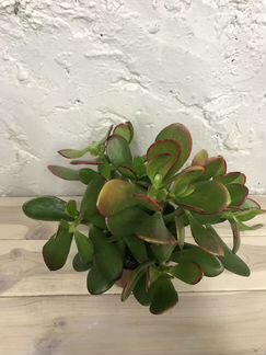 Крассула Ovata Sanset