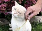 Голубоглазый красавец-кот