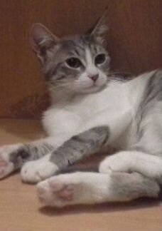Кошка