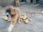 Кавказская овчарка продажа щенков объявление продам