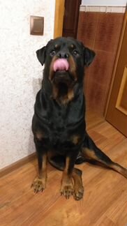 Лорд ищет невесту