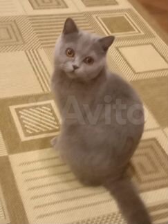 Русская голубая кошка вязка