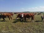 Продаются коровы Казахской белоголовой и Тельята объявление продам