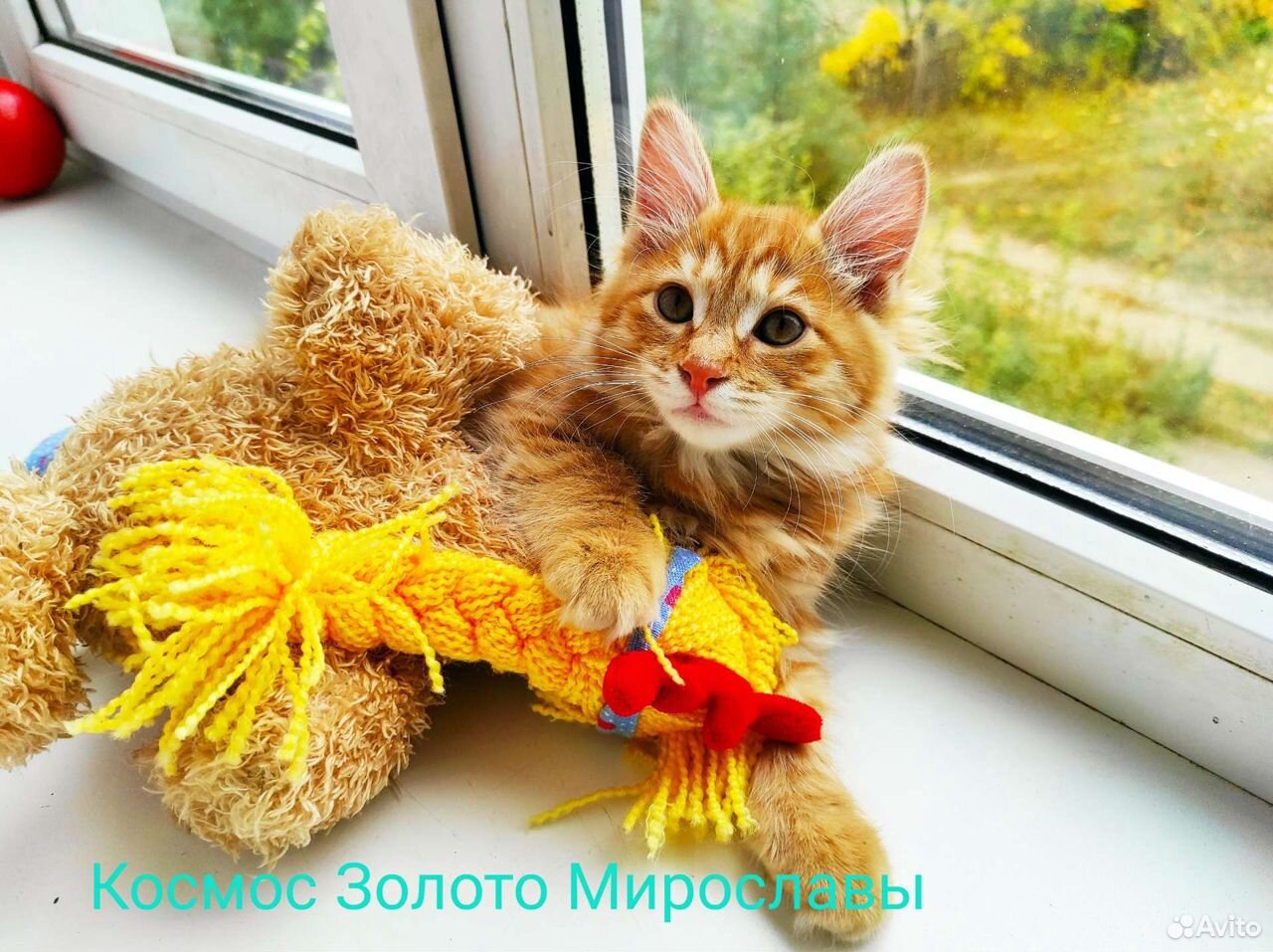 Космос курильский котенок