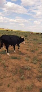 Коровы с телятами, бычки, телочки - фотография № 5