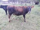 Коровы, Нетель, Телки Джерси-Айрширы объявление продам