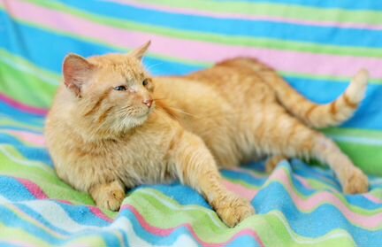 Полковник - кот, который умеет улыбаться