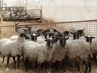Овцы романовской породы объявление продам