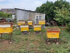 Улей с пчелами объявление продам