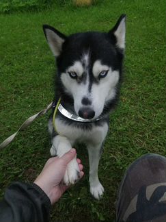 Выгул собак