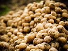 Фермерское хозяйство картофелеводство объявление продам