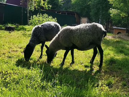 Продам овец романовской породы - фотография № 1