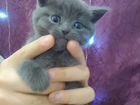 Котёнок породы Русская голубая объявление продам