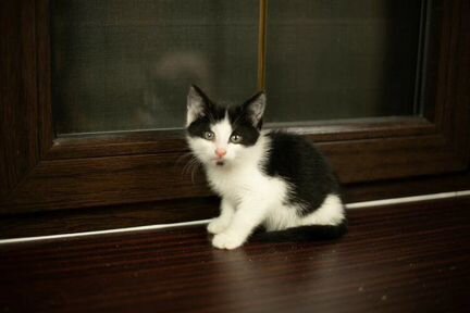Котенок в добрые руки