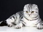 Шотланская вислоухая кошка