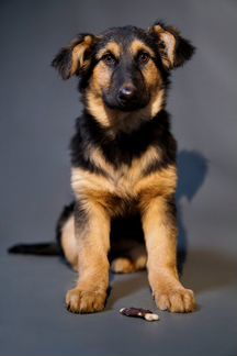 Крупный щенок в добрые руки