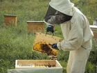 Пчелавод объявление продам