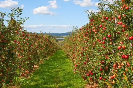 Сады яблони, сливы и черешни