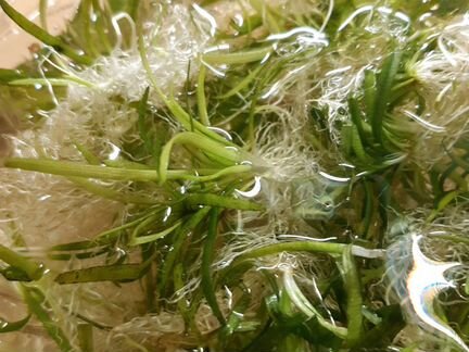 Эхинодорус Нежный (прополка)