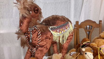 Колекцию верблюдов