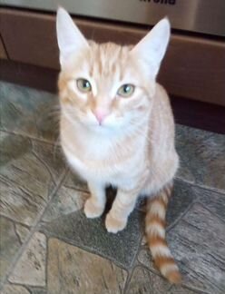 Котёнок