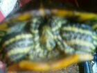Красноухая водяная черепаха
