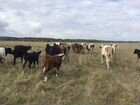 Коровы бараны яркий объявление продам