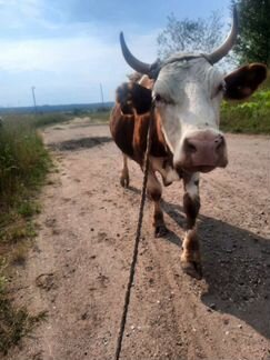 Айширская корова - фотография № 3