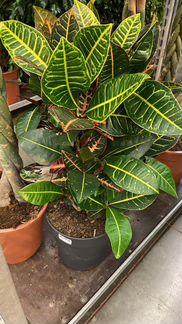 Кротон сорт Кодиеум Петра Н 85 см