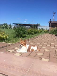 Вязка собак