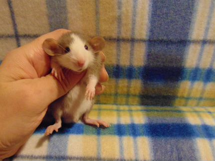 Крысы, крысята малыши - дамбо, стандарт, клетки