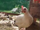 Цыплята-несушки белые, домашние 5 месячные