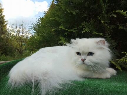 Кот длинношерстный вязка