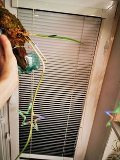 Орхидея Brassavolacucullata