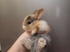 Крольчонок объявление продам