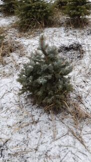 Ель голубая 