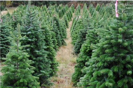 Ель Елка Сосна Живая Новогодняя Оптом