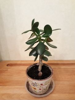 Толстянка/ Денежное (семейное) дерево