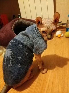 Вязаные свитера для сфинксов и других кошек