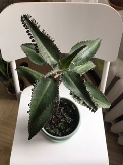 Каланхоэ /Бриофиллум Дегремона (Мадагаскар)