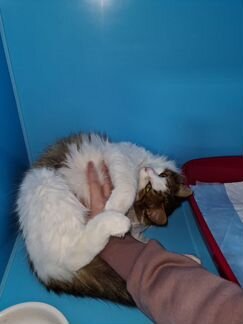 Котенок в добрые руки