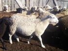 Овцы катумские объявление продам