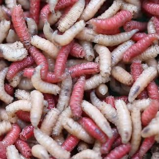 Опарыш Микс бело-красный наживка