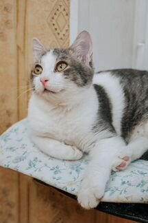 Особенная Мышка